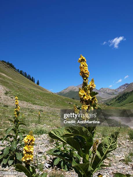 verbascum flowers in the french alps - mercantour stockfoto's en -beelden