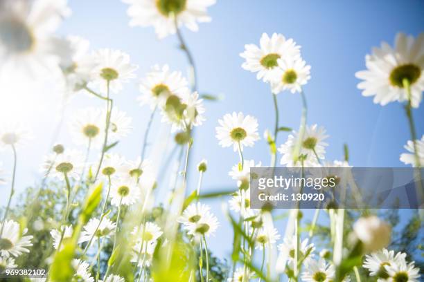 daisy flower background - frühling stock-fotos und bilder