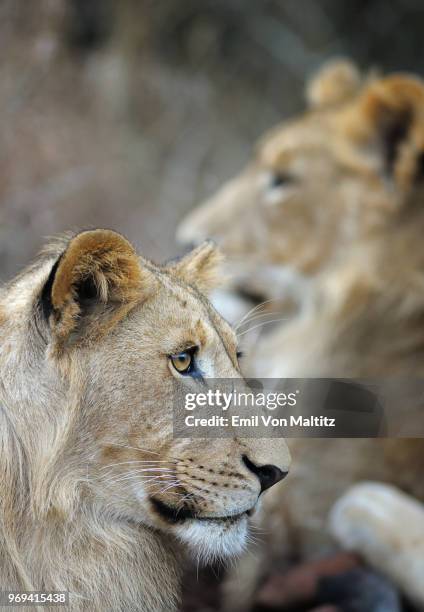 two young lions relaxing in the thanda game reserve, kwazulu natal, south africa. this is a full colour vertical image, a macro close up side view with the lion in the background blurred for visual effect. - ear golden fotografías e imágenes de stock