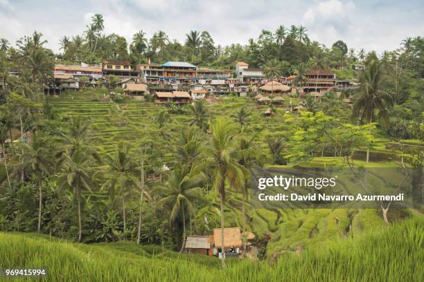 terrazas de arroz en tegalalang, bali - arroz stock-fotos und bilder