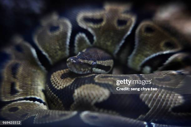 3,357 Huge Python Stock Photos, High-Res Pictures, and Images - Getty ...