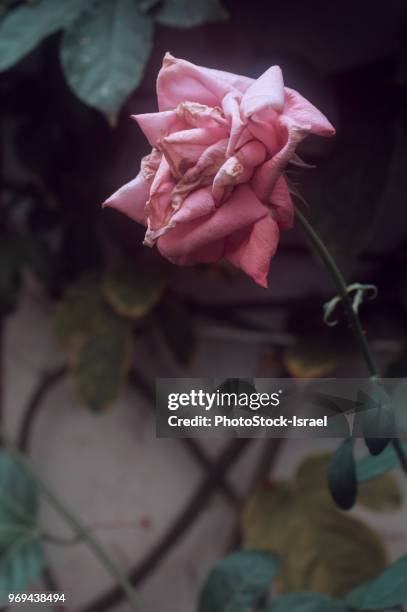 wilted dying pink rose - dead garden stock pictures, royalty-free photos & images