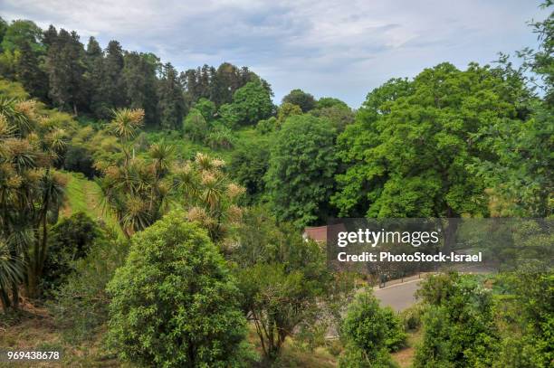 batumi botanical garden - ajaria stock pictures, royalty-free photos & images