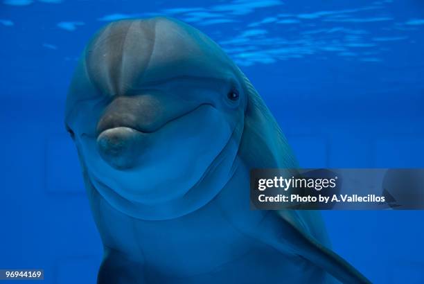 dolphin's, close up  - captive animals stock-fotos und bilder