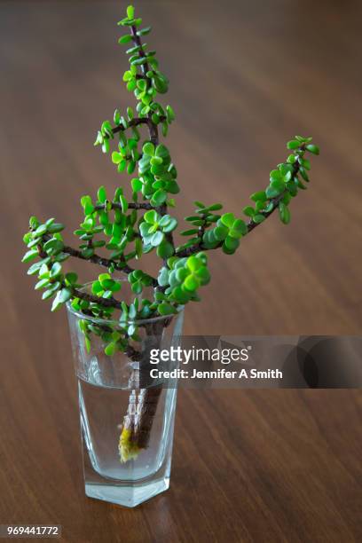 jade plant cutting - money tree stock pictures, royalty-free photos & images