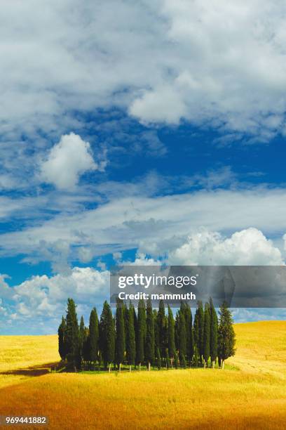 cypresses en toscana - italian cypress fotografías e imágenes de stock