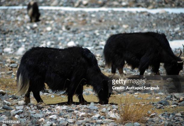 253 Yak Hair Photos and Premium High Res Pictures - Getty Images