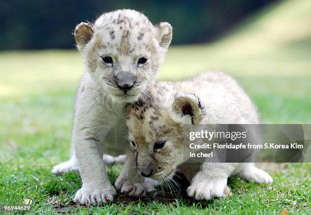 baby lions - yongin stock pictures, royalty-free photos & images