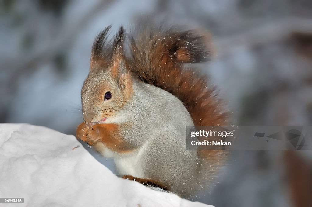 Squirrel in winter forest