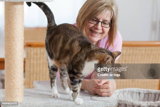 cat goes friendly around woman - mongrel cat stock pictures, royalty-free photos & images