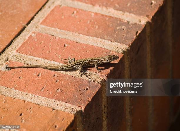 lizard - lagartija foto e immagini stock