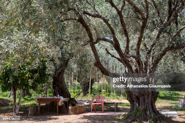 Olive trees at Damouchari Beach on May 30, 2018 in Pelion, Greece. Damouchari Beach is natural little port situated on the eastern coast of Pelion...