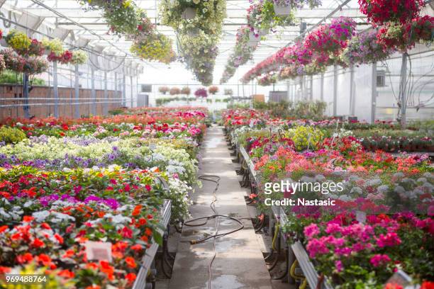 fiori che crescono in vivaio - greenhouse foto e immagini stock