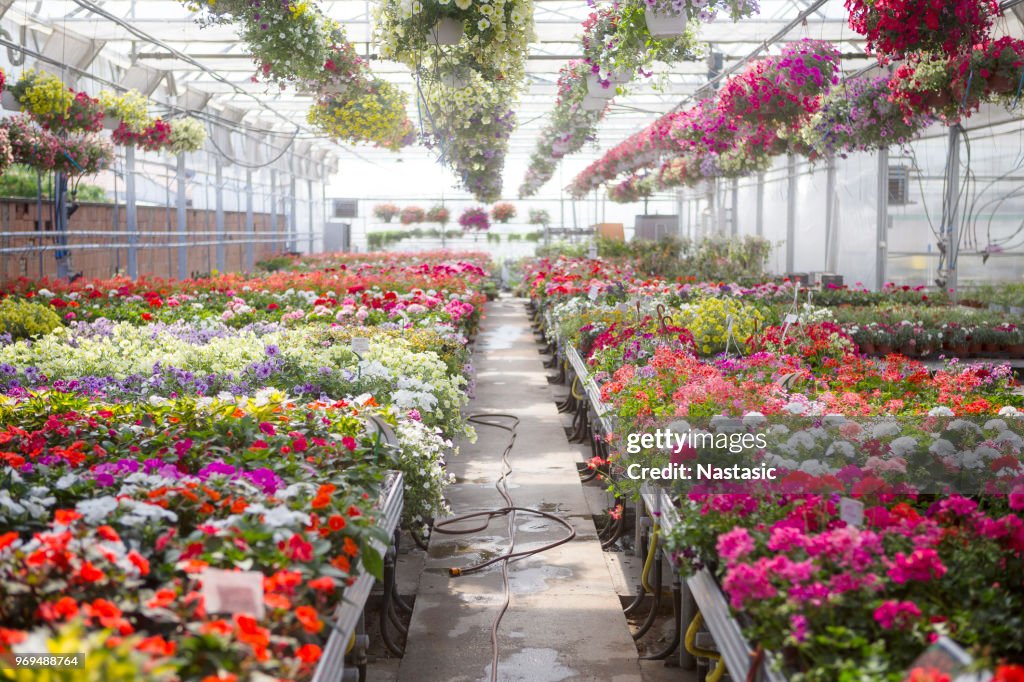 Bloemen groeien in de plant kwekerij