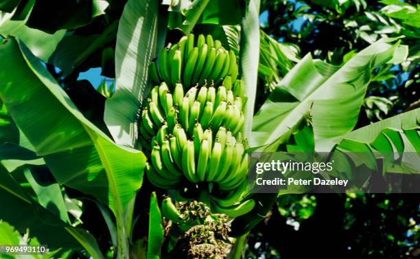 banana plantation - bananenstaude stock-fotos und bilder