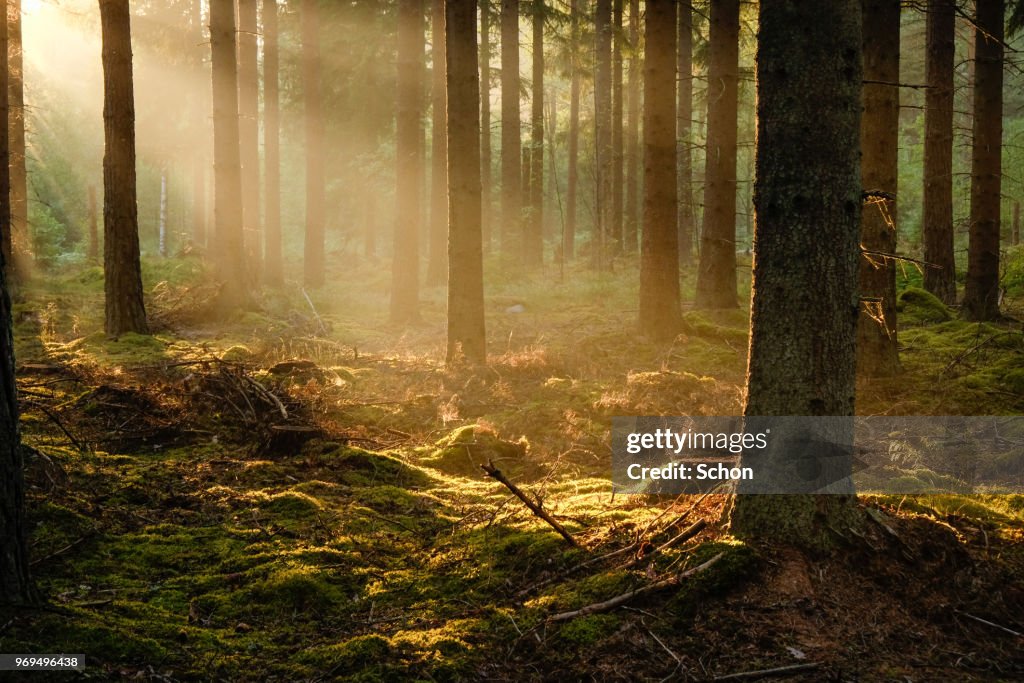 Sun rays in fog in the evening in pine forest in the summer