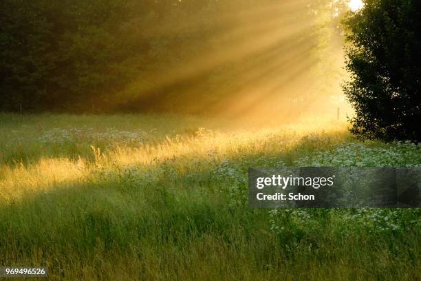 sun rays in fog over a meadow in the summer evening - flor silvestre fotografías e imágenes de stock