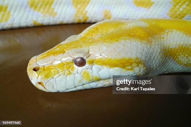 445 Albino Python Stock Photos, High-Res Pictures, and Images - Getty ...