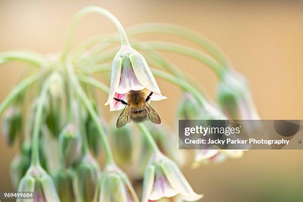 nectaroscordum (sicillian honey garlic) close up of the beautiful pink,cream and green bell shaped flowers of the nectaroscordum siculum plant, also known as sicillian honey garlic or honey lily. - macro flower stock-fotos und bilder