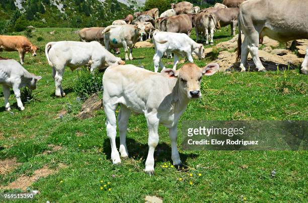 valle de pineta. cows - pineta - fotografias e filmes do acervo