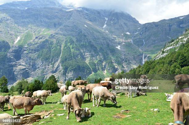 valle de pineta. cows - pineta stock pictures, royalty-free photos & images