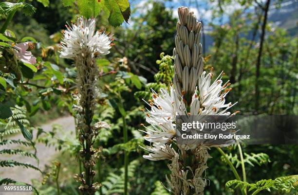 valle de pineta - pineta stock pictures, royalty-free photos & images