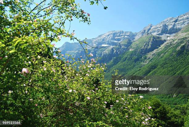 valle de pineta - pineta stock pictures, royalty-free photos & images
