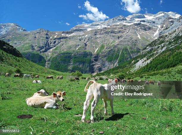 valle de pineta - parco nazionale di ordesa foto e immagini stock