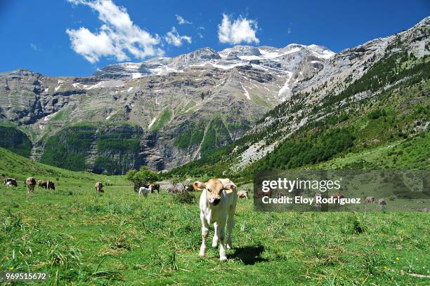 valle de pineta - pineta stock pictures, royalty-free photos & images