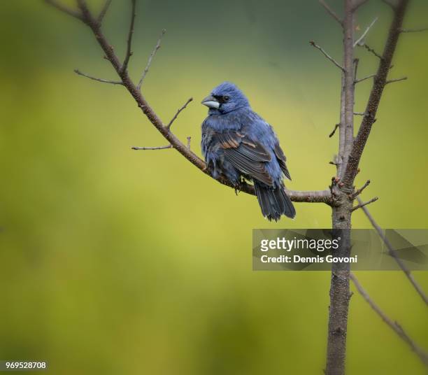 blue grosbeak - blue cardinal bird stock-fotos und bilder