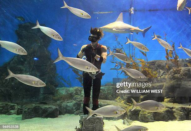 Melbourne escape artist 'Cosentino' is surrounded by sharks and fish as he attempts to free himself after being handcuffed and shackled to a 60...