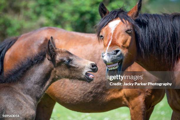 new forest pony and foal pulling funny faces in the summer sunshine - funny horses fotografías e imágenes de stock