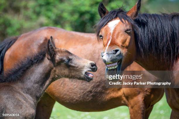 new forest pony and foal pulling funny faces in the summer sunshine - equestrian animal 個照片及圖片檔