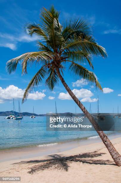 palm tree in the caribbean - alvida stock pictures, royalty-free photos & images