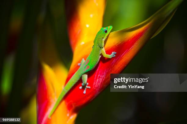 il geco del giorno della polvere d'oro delle hawaii - geco foto e immagini stock