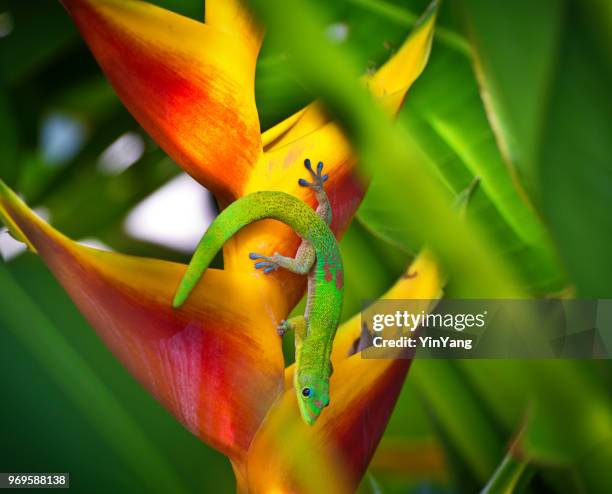the gold dust day gecko of hawaii - gecko tail stock pictures, royalty-free photos & images