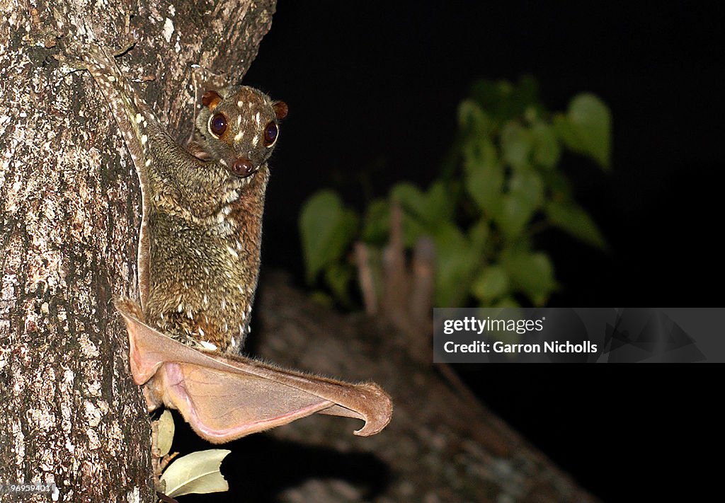 Sugar Glider Hider