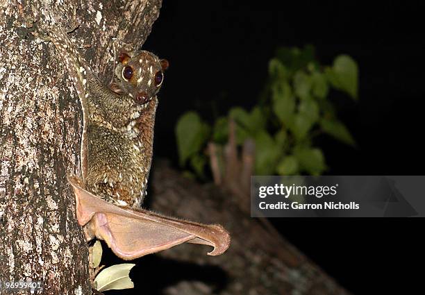 sugar glider hider - sugar glider stock pictures, royalty-free photos & images