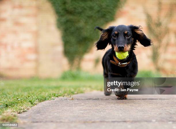 dog with ball - teckel fotografías e imágenes de stock