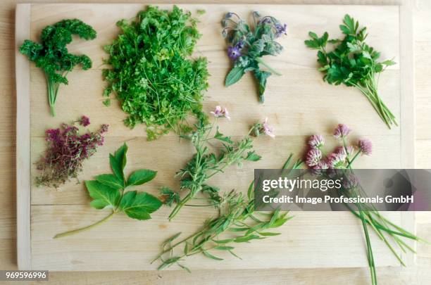 selection of herbs - slätpersilja bildbanksfoton och bilder