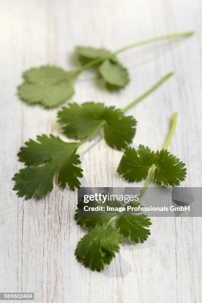 Cilantro Sprinkle Cilantro Sprigs Photos and Premium High Res Pictures - Getty Images