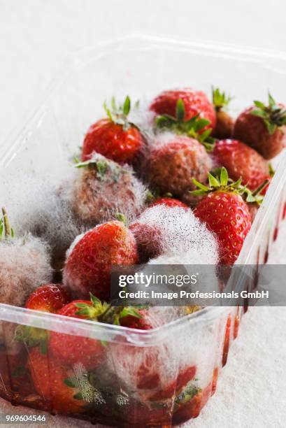 punnet of rotten strawberries - fruit carton stock pictures, royalty-free photos & images