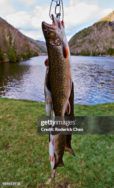 brook trout on a fish stringer - brook trout stock pictures, royalty-free photos & images