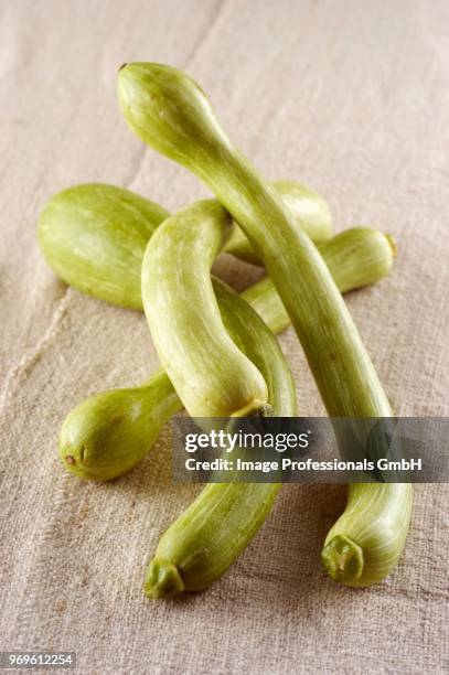 zucchine trombetta (italian courgette) - zucchine stock pictures, royalty-free photos & images