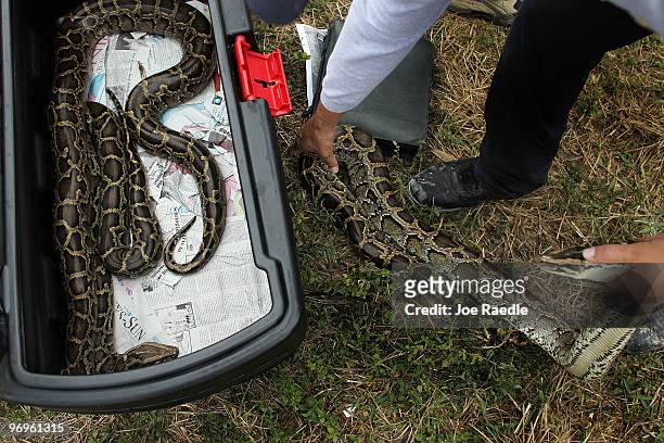 Burmese Pythons are placed back into a box as they are used for demonstration purposes during a Florida Fish and Wildlife Conservation Commission...