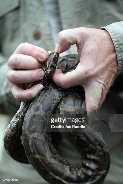 Shawn Heflick, a biologist with the Conservation Rainforest Trust, holds a Burmese Python that was captured during a Florida Fish and Wildlife...