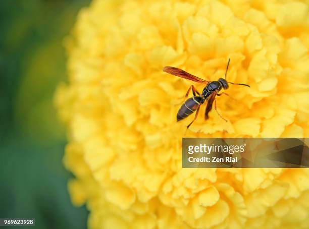 close-up of a paper wasp on a yellow african marigold - feldwespe stock-fotos und bilder