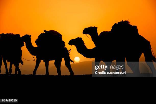 camels caravan at sunset, danakil desert, ethiopia. - camel train stock pictures, royalty-free photos & images