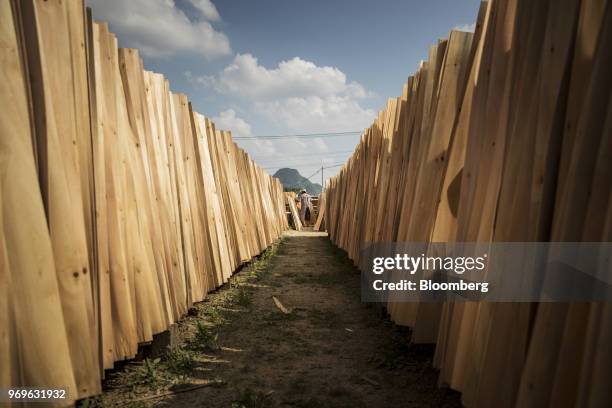 Worker collects sheets of eucalyptus wood from drying racks at a yard near Liuzhou, Guangxi province, China, on Tuesday, May 23, 2018. China is...
