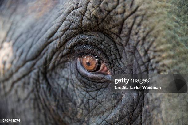 Closeup of Mosha's eye at the Friends of the Asian Elephant hospital in Lampang, Thailand. Mosha is one of over a dozen elephants who have been...